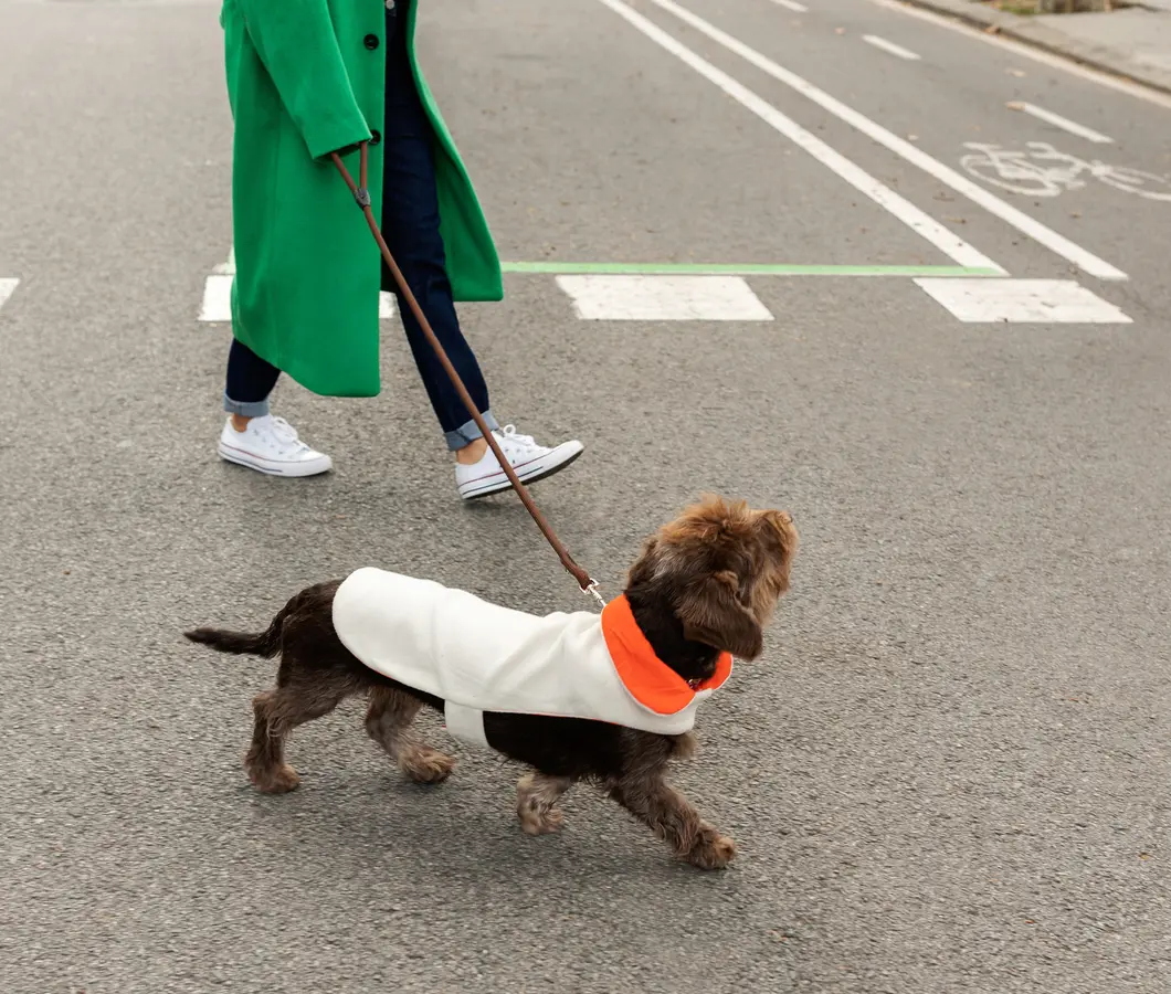 a person in a green jacket walking a brown dog that is wearing a white and orange sweater
