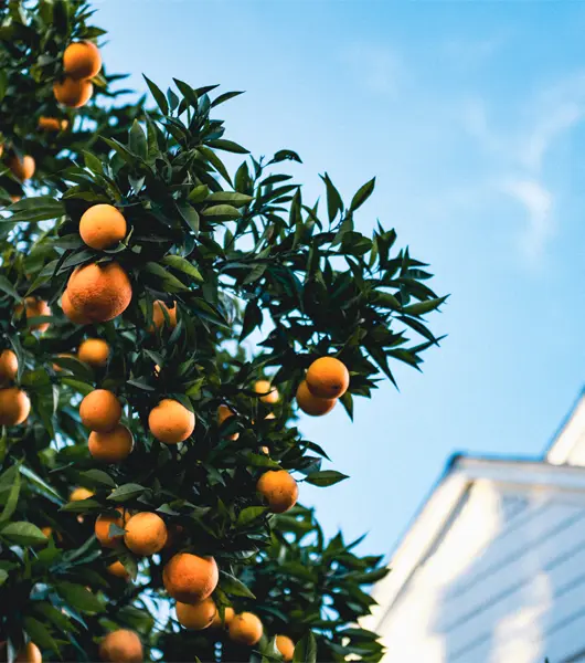 a photo of the branches of an orange tree filled with ripe fruit