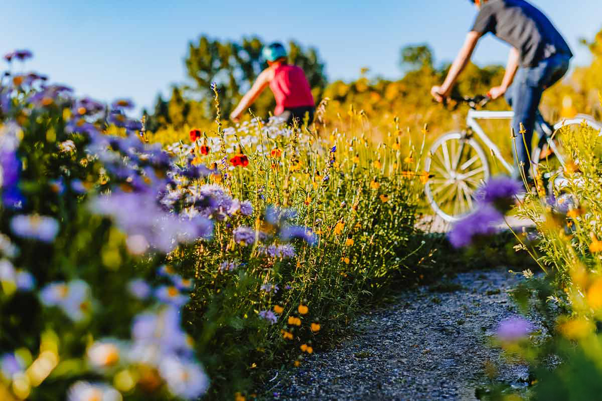 Two cyclists ride their bikes through a field of wildflowers.