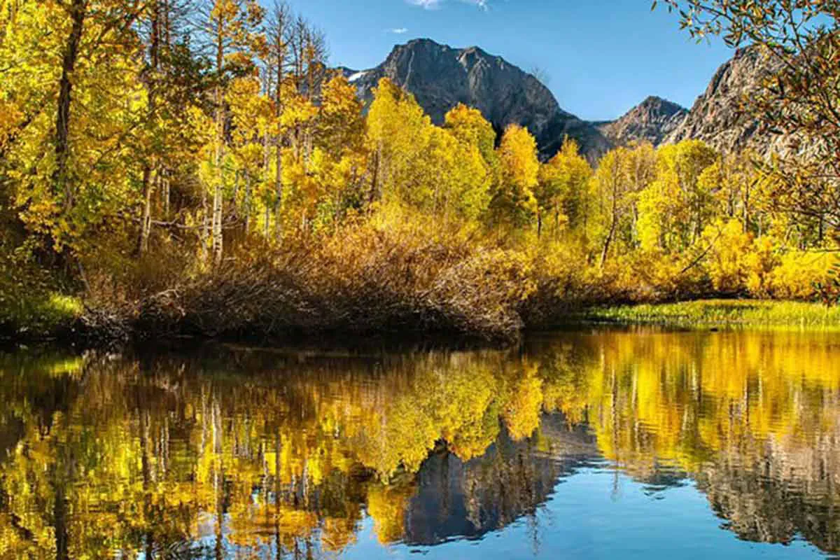 Fall colors at June Lake