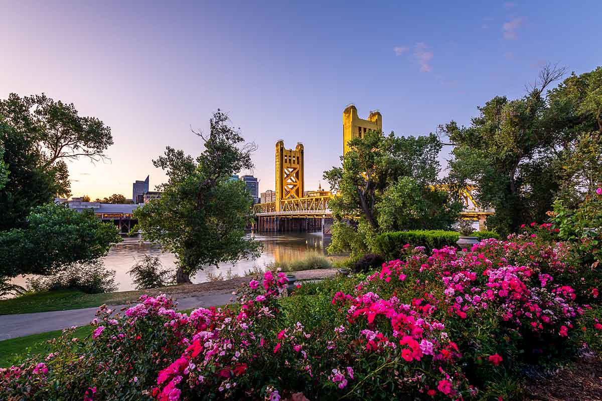 Pink flowers and green trees grow in a park along the river. Tower Bridge is in the background.